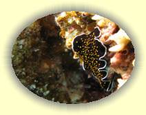 IMG_2007_05_27 14_51_18 * 2272 x 1704 * (416KB)